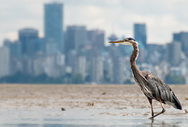 Great blue heron with a cityscape in the background (Photo by iStock)