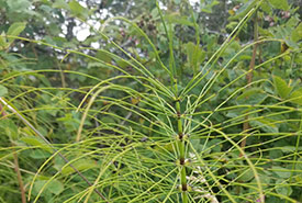 Great horsetail (Photo by iNaturalist CC BY-NC)