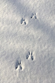 Grey squirrel tracks (Photo by Chase Wastesicoot)