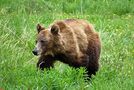 Grizzly bear (Photo by calau00, CC BY-NC 4.0, iNaturalist)