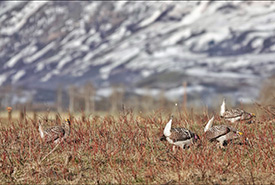 Sharp-tailed grouse on The Yarrow (Photo by Brian Keating)