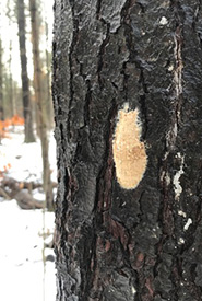 Gypsy moth egg masses are easy to spot on the trunks of trees in the winter. They are about the size of a loonie, and contain 100 to 1,000 eggs. (Photo by hannahdodington, CC BY-NC 4.0)