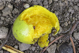 Half eaten mango by one of many wasteful green varvet monkeys introduced to St. Kitts that damage agricultural produce. (Photo by Rob Alvo)