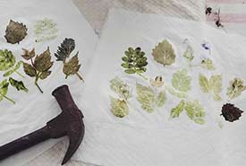 NCC: Leaf printing