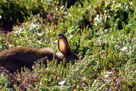 Hare in the bushes at Gaff Point (Photo by Amanda Cashin Photography)