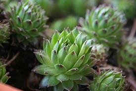 Hen and chicks succulent plant (Photo by Aaron Hyatali, Public Domain)