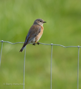 A paired female western bluebird is discovered by birders near her natal territory in March. This will be her first breeding season. (Photo by Barry Hetschko)