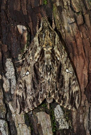 Hermit sphinx moth (Photo by Mary Gartshore)