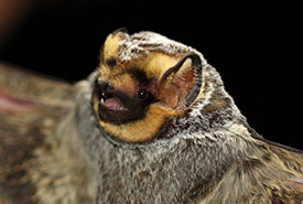Hoary bat (Photo by J.N. Stuart)