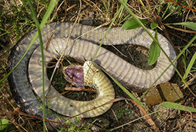 An eastern hognose snake playing dead (Photo by Charles (Chuck) Peterson, Flickr, CC BY-NC 2.0)