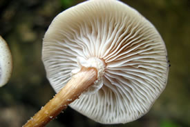 Honey mushroom (Photo by Alan Rockefeller, Wikimedia Commons)