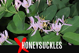 Honeysuckles (Photo by Joseph Berger/Bugwood.org) 