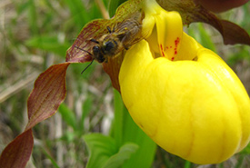 This honeybee was tricked into pollinating this yellow lady’s-slipper. (Photo by Steven Anderson/NCC staff) 