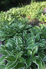 Hostas at my cottage (Photo by Dan Kraus/NCC staff)