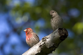 A pair of house finches (Photo by Bill Hubick)