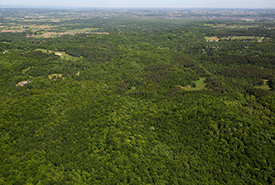 Aerial view of Happy Valley Forest, ON (Photo by Mike Dembeck)