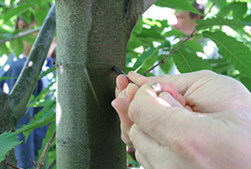 Trees are infected with blight (Photo by CCC)