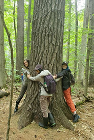 2021 Conservation Interns Isabelle Roy, Ashley Harricharan and Nat Gray hugging eastern white pine tree at Gillies Grove, ON (Photo by NCC)