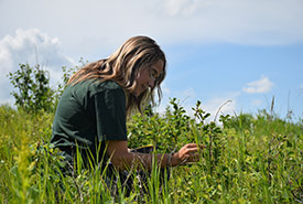 Conservation Intern Jayme Ladouceur identifying plant species (Photo by NCC)