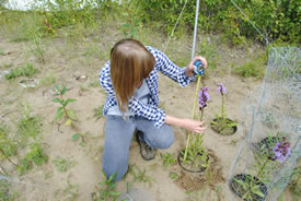 Jennine Pedersen measures the height of a translocated blazing star plant (Photo by ABMI)