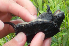 Juvenile snapping turtle (Photo by NCC)