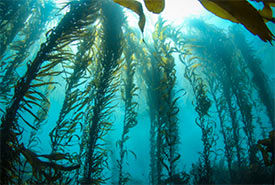 Kelp forest (Photo by MarcosAMazza via Getty Images/Canva)