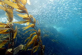 Kelp forest (Photo by Robert Schwemmer/NOAA via Wikimedia Commons)