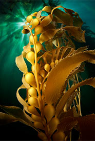 Kelp (Photo by BELOW_SURFACE from Getty Images/Canva)