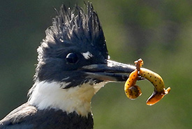The belted kingfisher holds the red-spotted newt, which it has just captured. (Photo by Lenore Atwood)