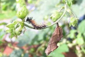 A larva and pupa on hops plant (Photo by Joyce Graham Fogwill)