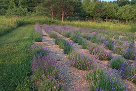 Doug and Emily's lavender field. (Photo by Doug Finley)