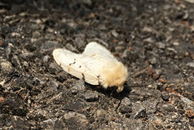 A female spongy moth on the ground (Photo by thatrobiam, CC BY-NC 4.0)