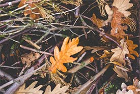 Leaf litter (Photo by Kaboompics.com via Pexels/Canva)