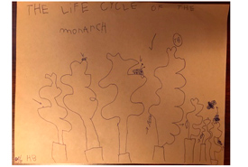 Life cycle of a monarch (Drawing by Hannah Biro)