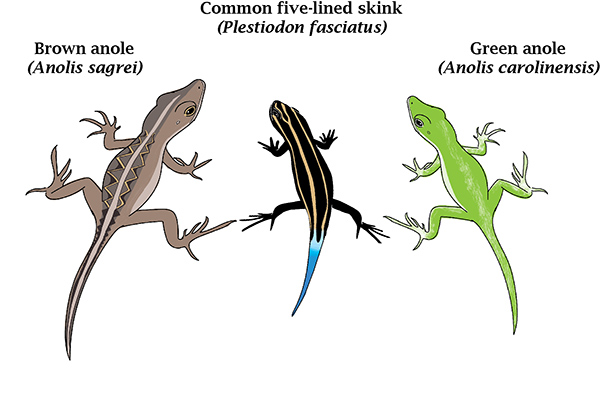 The physical differences between the brown anole, green anole and common five-lined skink. (Illustration by Andrea Moreau)