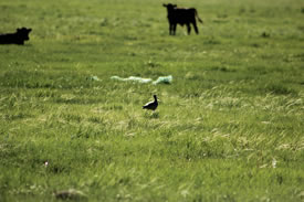Long-billed curlew and cattle, Taber, AB (Photo by Mara Erickson)