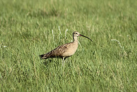 Long-billed curlew, Taber, AB (Photo by Mara Erickson)