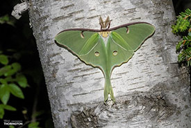 Luna moth (Photo by timthorington, CC BY-NC 4.0 via iNaturalist)
