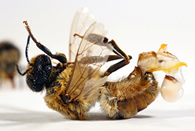 Male honey bee (Photo by Stephen Robinson) 
