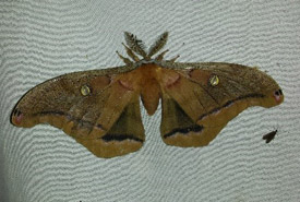 Male polyphemus moth (Photo by NCC)