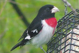 Strikingly beautiful male rose-breasted grosbeak at the feeder eating suet. (Photo by Dr. Henry Barnett)