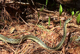 Maritime gartersnake enjoying the sun. Maritime gartersnakes are likely one of two subspecies of common gartersnake observed in Newfoundland, and can be identified by their green-brown colouration and mottled pattern. (Photo by Prof. Julia Riley)