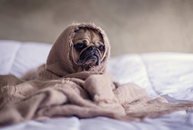 Pug wrapped up in a blanket — how I feel about winter. (Photo by Unsplash, Matthew Henry)
