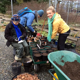 Maxine Leichter lends a hand during a Conservation Volunteers event at CGOP (Photo by NCC)