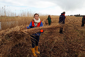 Clearing reed bed vegetation (Photo courtesy of Megan Quinn/NCC staff)