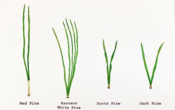 The answers to the pine needle game, L-R: Red pine, eastern white pine, Scots pine and Jack pine. (Painted by Mena Wallace)
