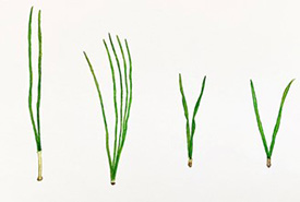 Play a game of Guess Who? with pine needles from four species  (Painted by Mena Wallace)