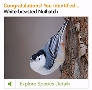 Photo captured from Merlin Bird ID app
