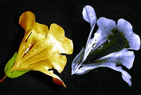 Mimulus flower photographed in visible light (left) and ultraviolet light (right) showing a nectar guide visible to bees but not to humans. (Photo by Plantsurfer, Wikimedia Commons)