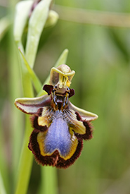 Some deceptive flowers, such as this mirror orchid, take things one step further and mimic female wasps to attract males for pollination. (Photo by Hans Hillewaert CC BY-SA 4.0)
